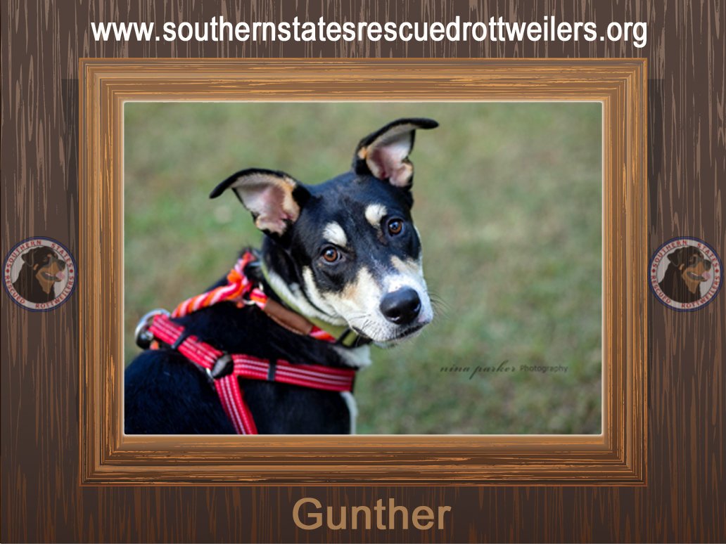 adoptable Dog in Canton, GA named Gunther