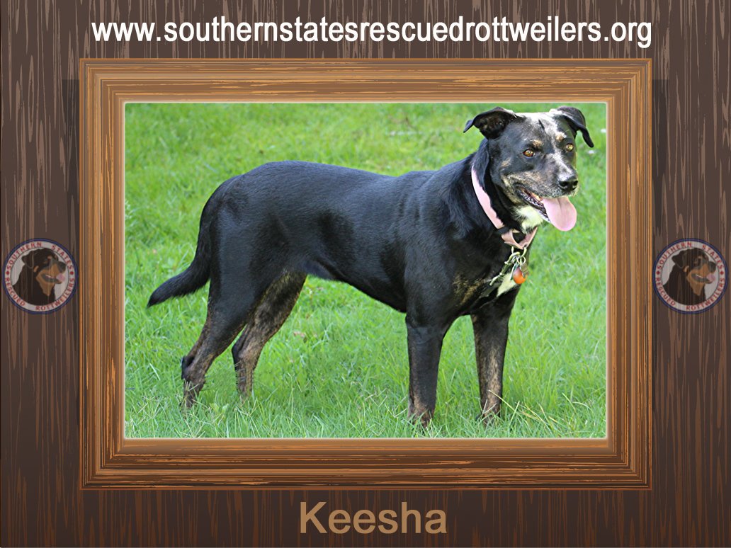 adoptable Dog in Virginia Beach, VA named Keesha