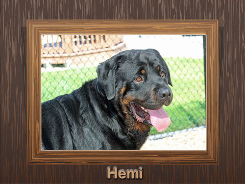 Hemi