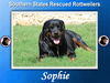 Sophie
