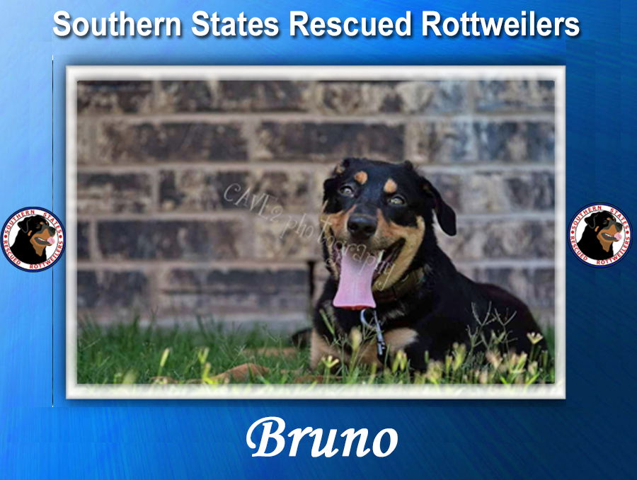 Dog Adoption In Richardson, TX 75082: Rottweiler (short Coat) Dog "Bruno"