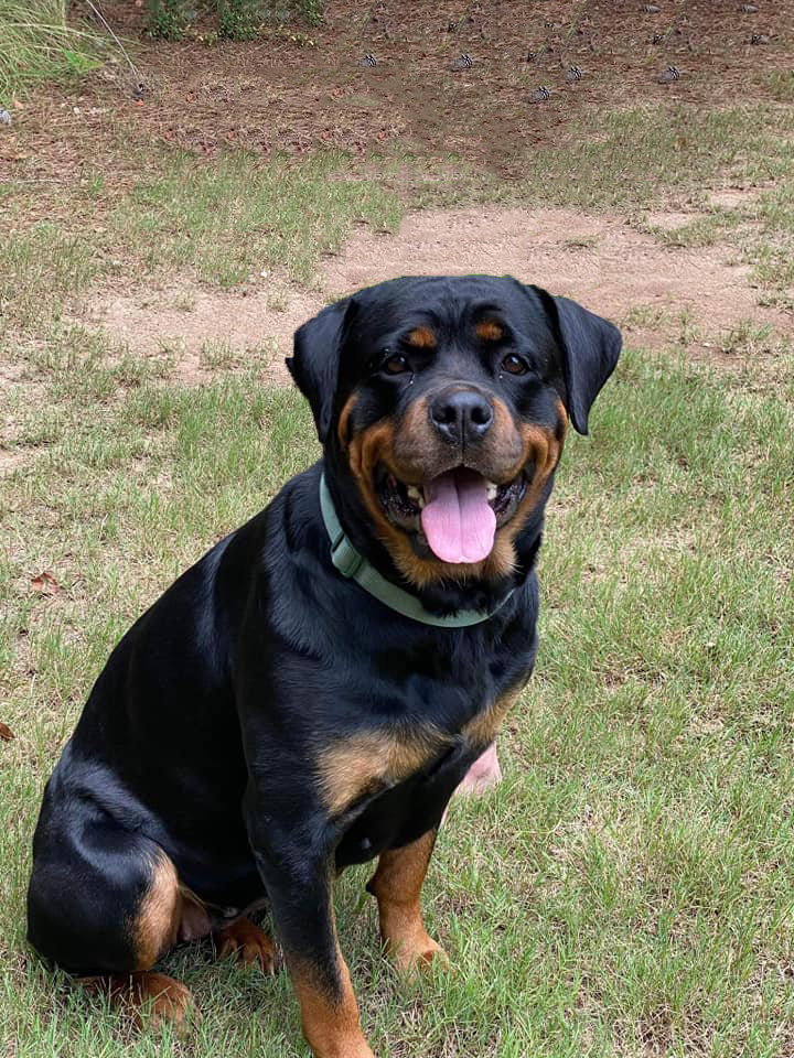 Dog for Adoption - Jazmine, a Rottweiler in Little Rock, AR | Alpha Paw
