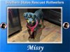 Missy (Heartworm Positive)