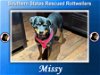 Missy (Heartworm Positive)