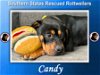 adoptable Dog in dallas, GA named Candy