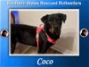 Coco (Heartworm Positive)