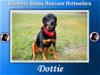 adoptable Dog in porter, TX named Dottie
