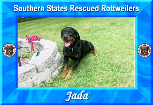 Jada, a dog for adoption from Southern States Rescued Rottweilers