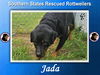 adoptable Dog in  named Jada