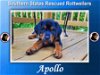 Apollo
