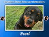 adoptable Dog in  named Pearl