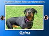 adoptable Dog in  named Reina