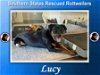 adoptable Dog in , SC named Lucy