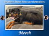 adoptable Dog in , VA named Meech - AVAILABLE SOON