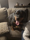 Franklin