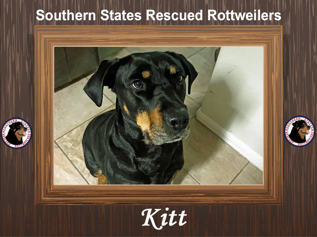 Kitt - Rottweiler