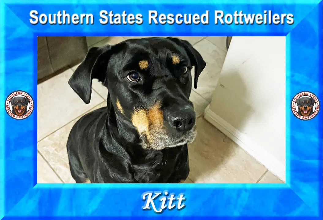 Kitt - Rottweiler