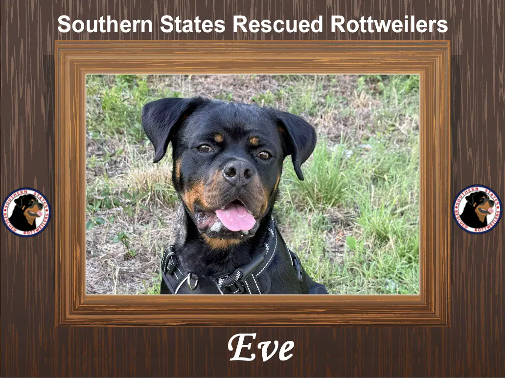 Eve - Rottweiler