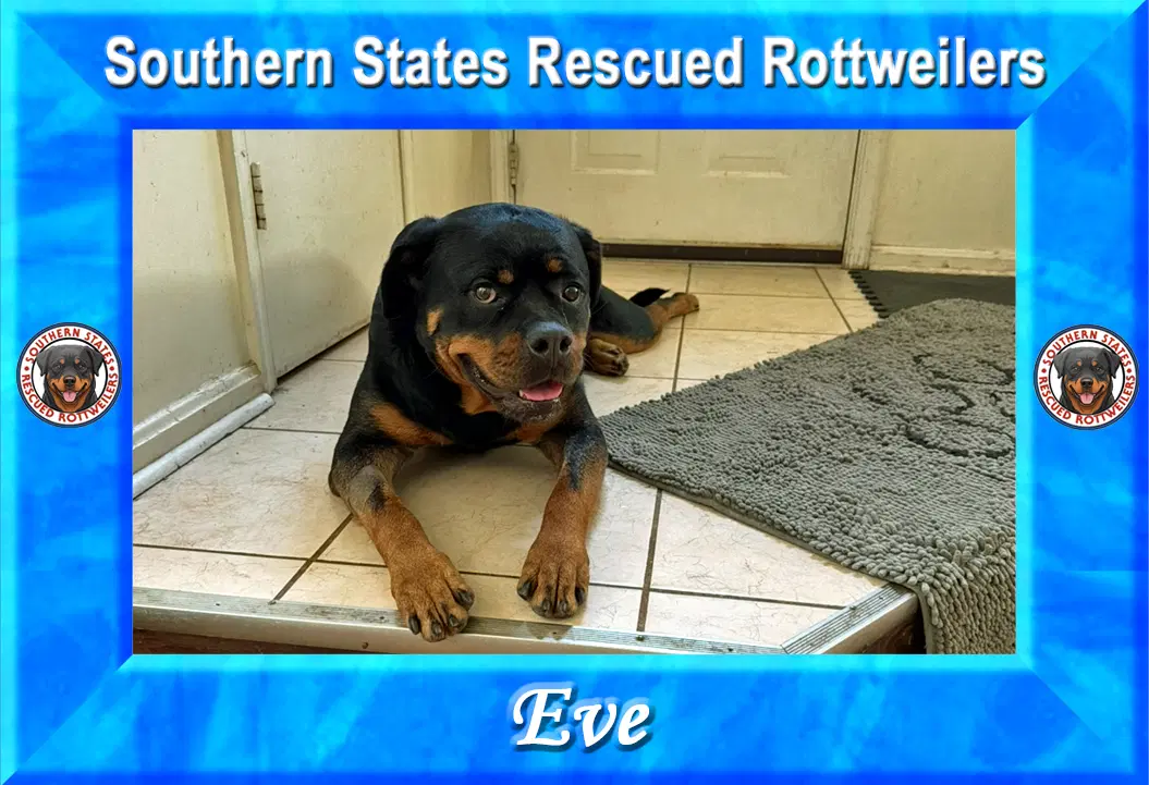 Eve - Rottweiler