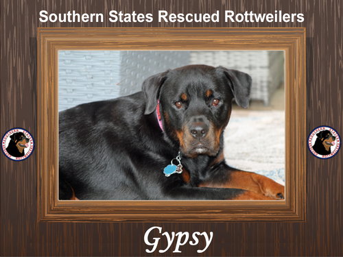Gypsy