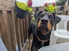 Maggie
