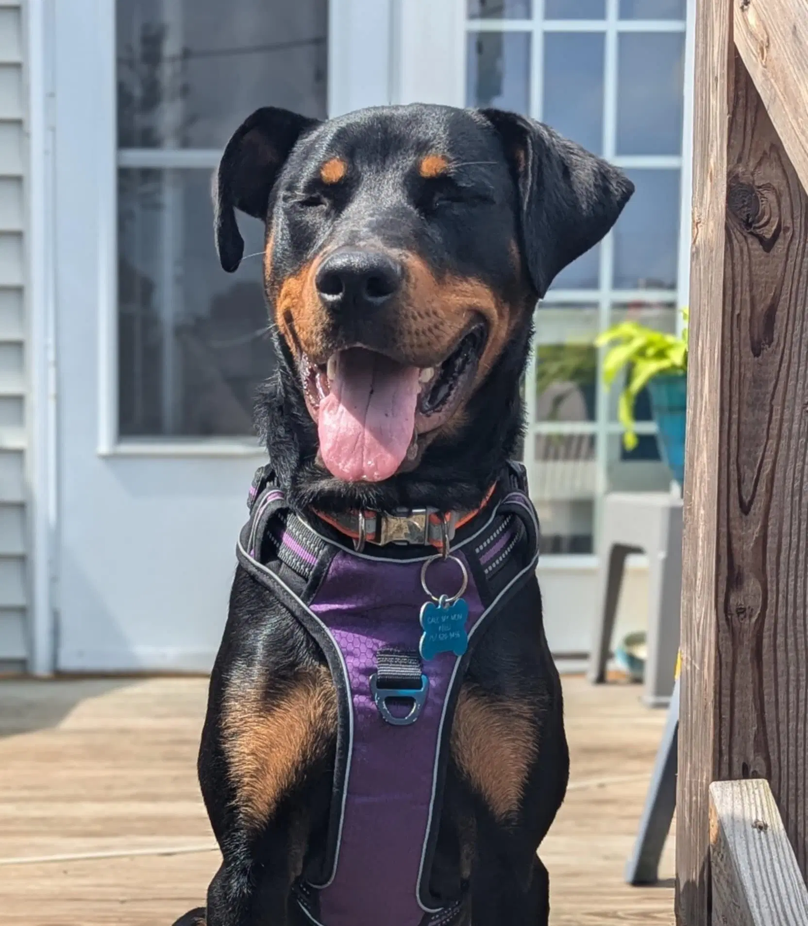 Maggie image 2