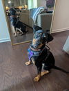 Maggie