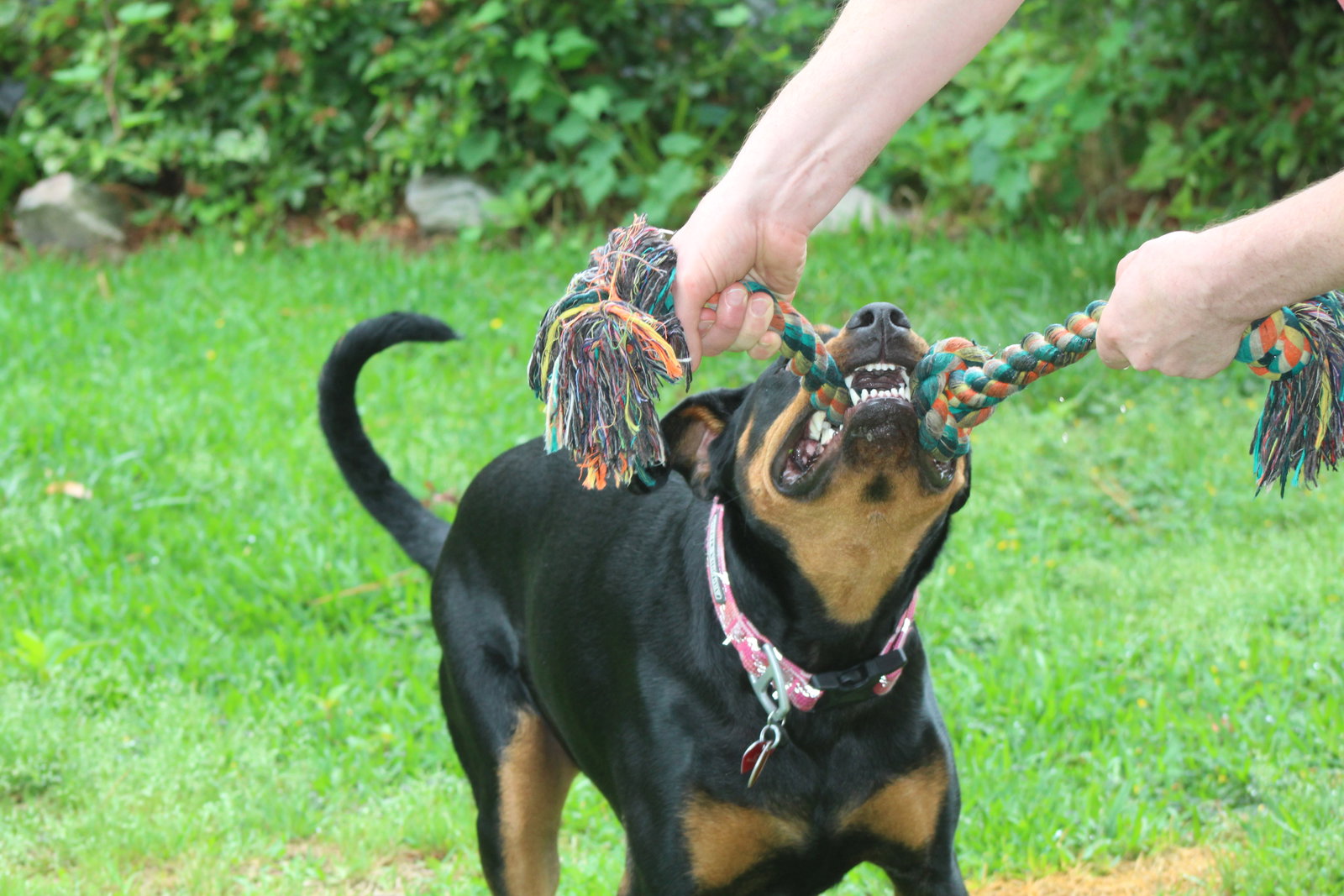 Maggie, photo 7