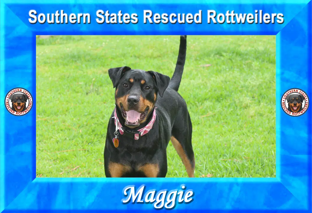 Maggie - Rottweiler