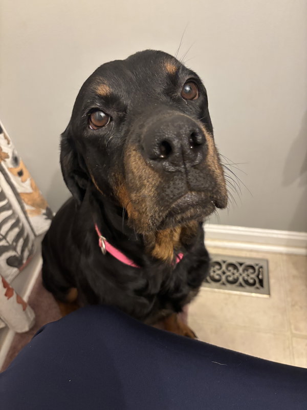 Magnolia