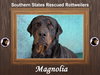 Magnolia