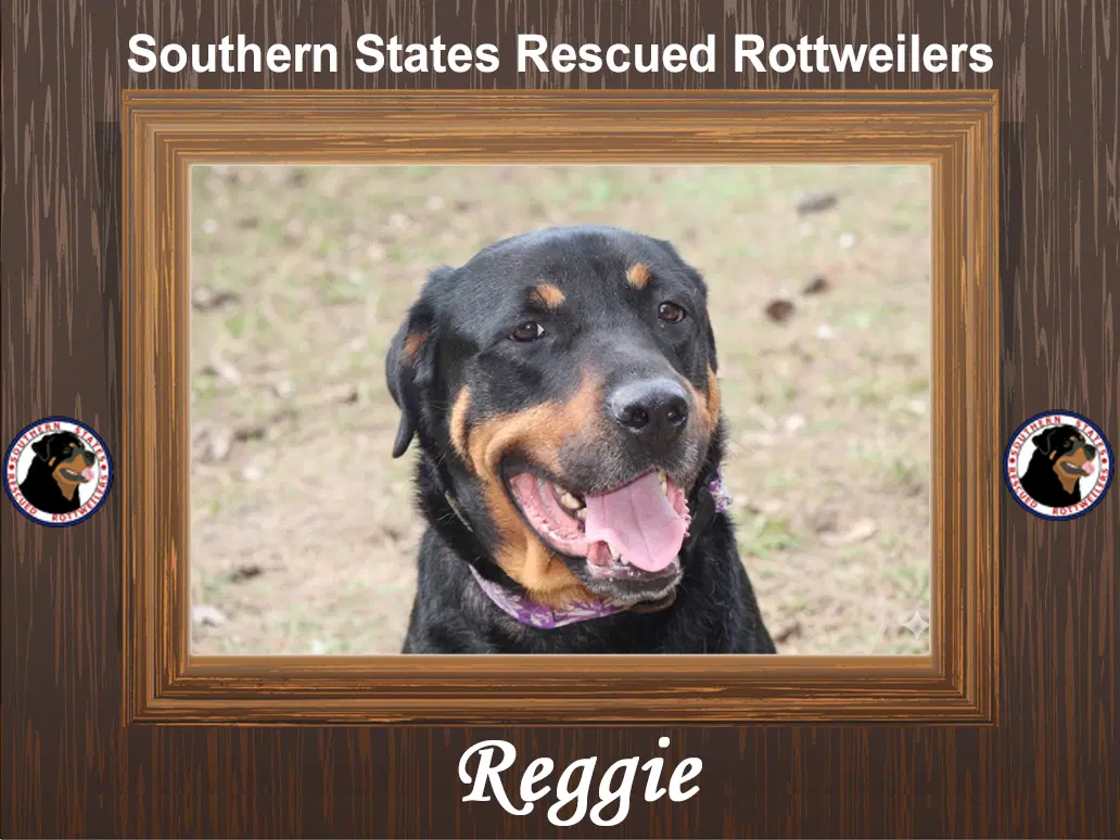 Reggie - Rottweiler