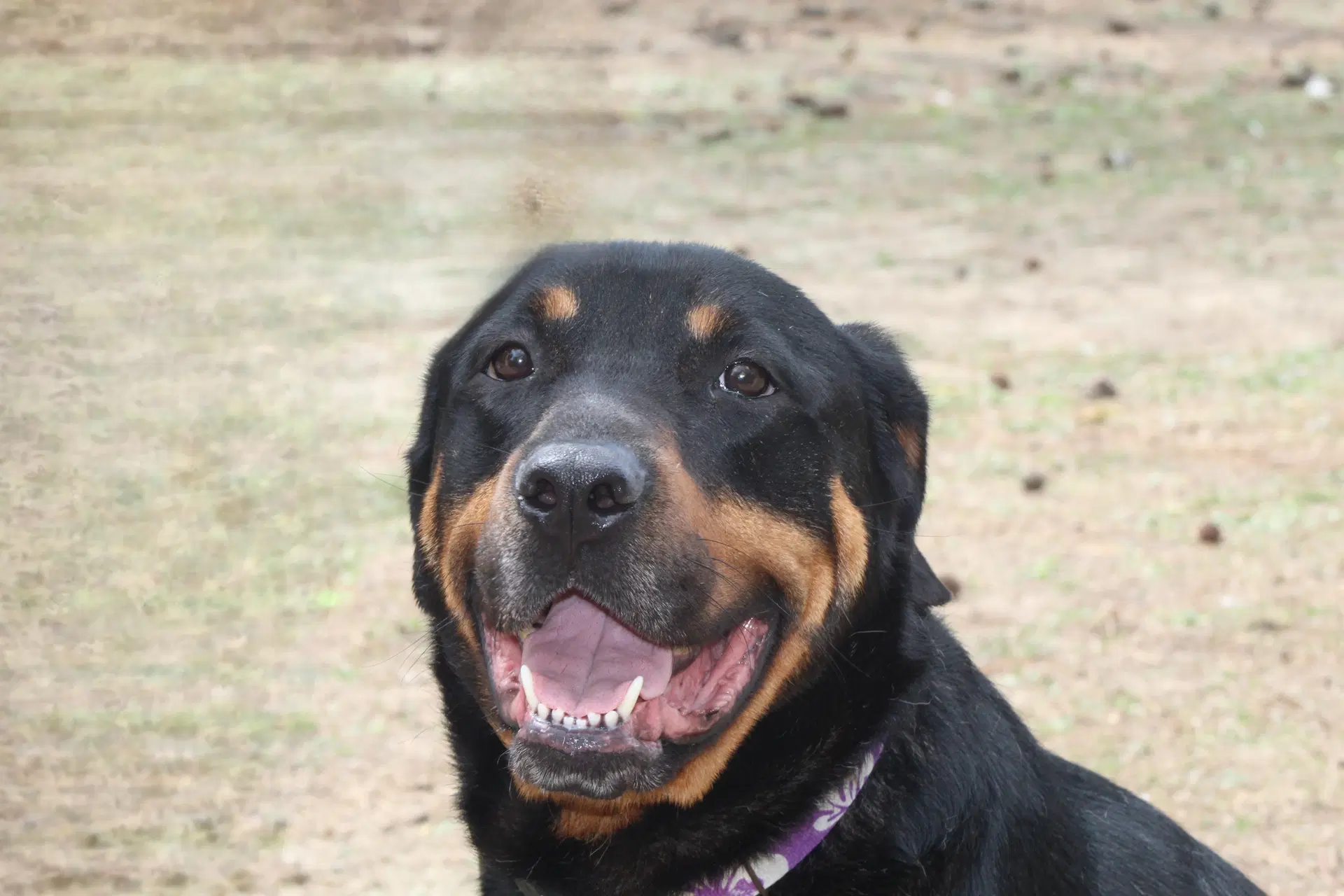 Reggie image 3