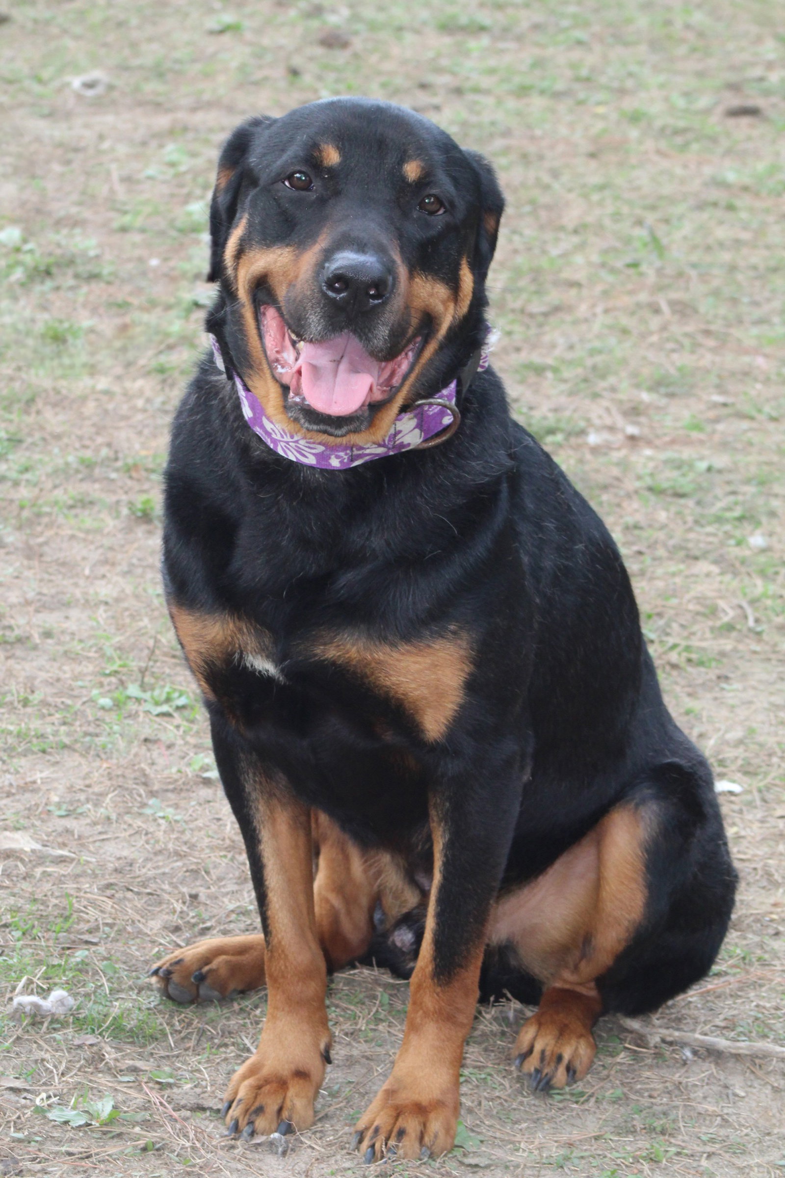 Reggie, photo 7