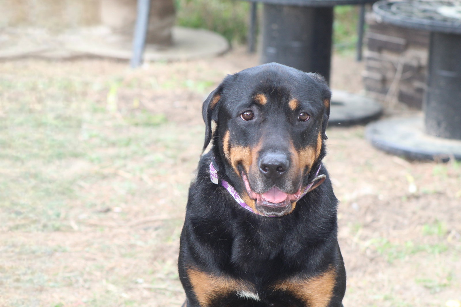 Reggie, photo 8