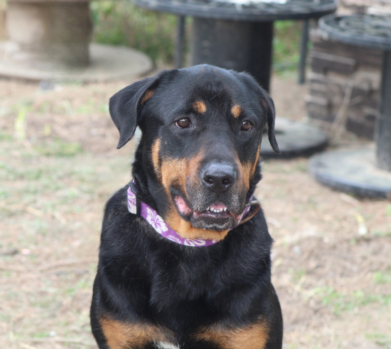 Reggie, photo 9
