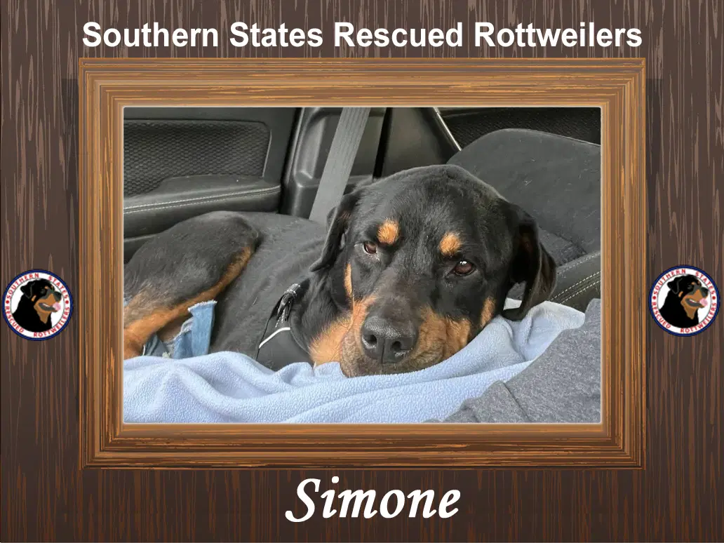 Simone - Rottweiler