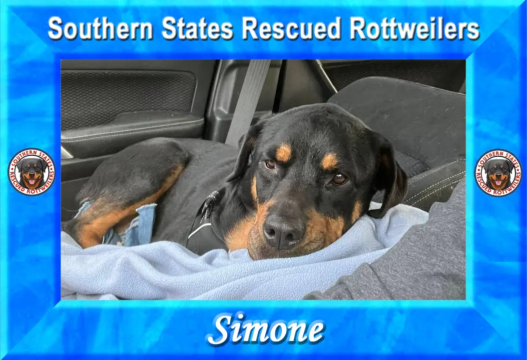 Simone - Rottweiler