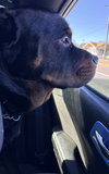 Toretto