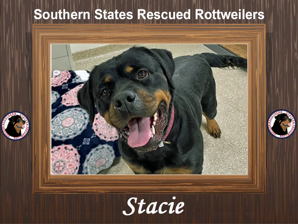 Stacie - Rottweiler