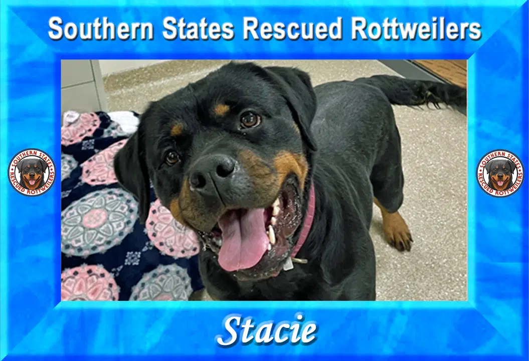 Stacie - Rottweiler