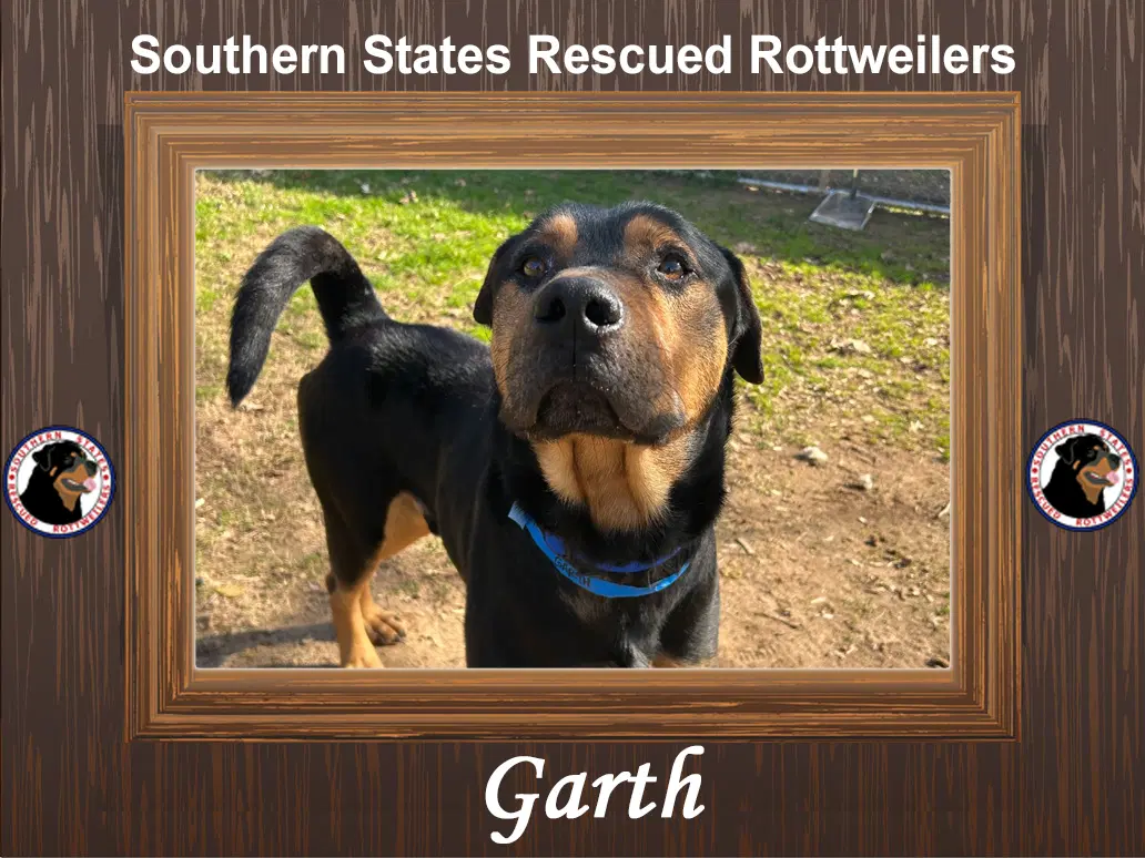 Garth - Rottweiler