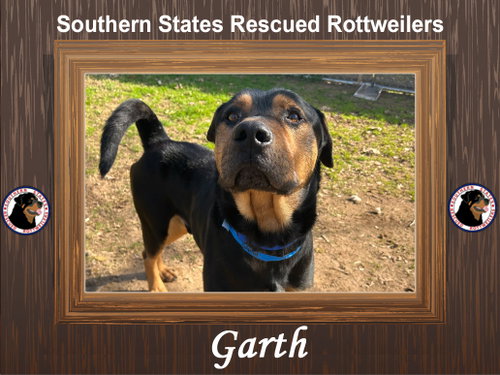 Garth, an adoptable Rottweiler in White Hall, AR