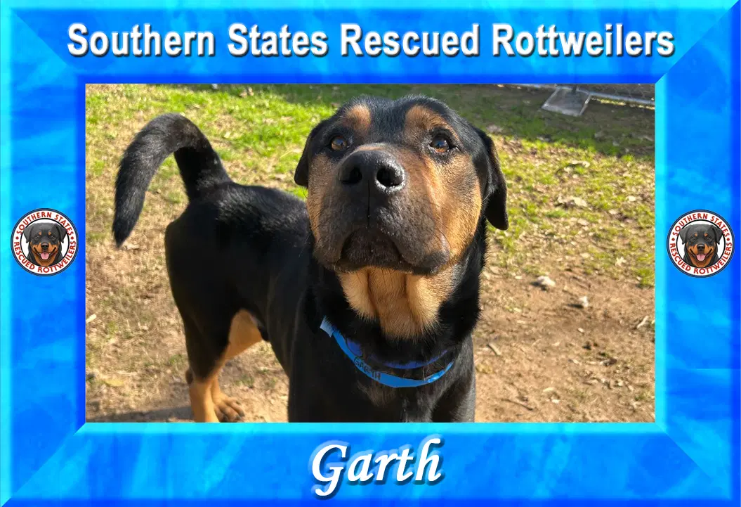 Garth - Rottweiler