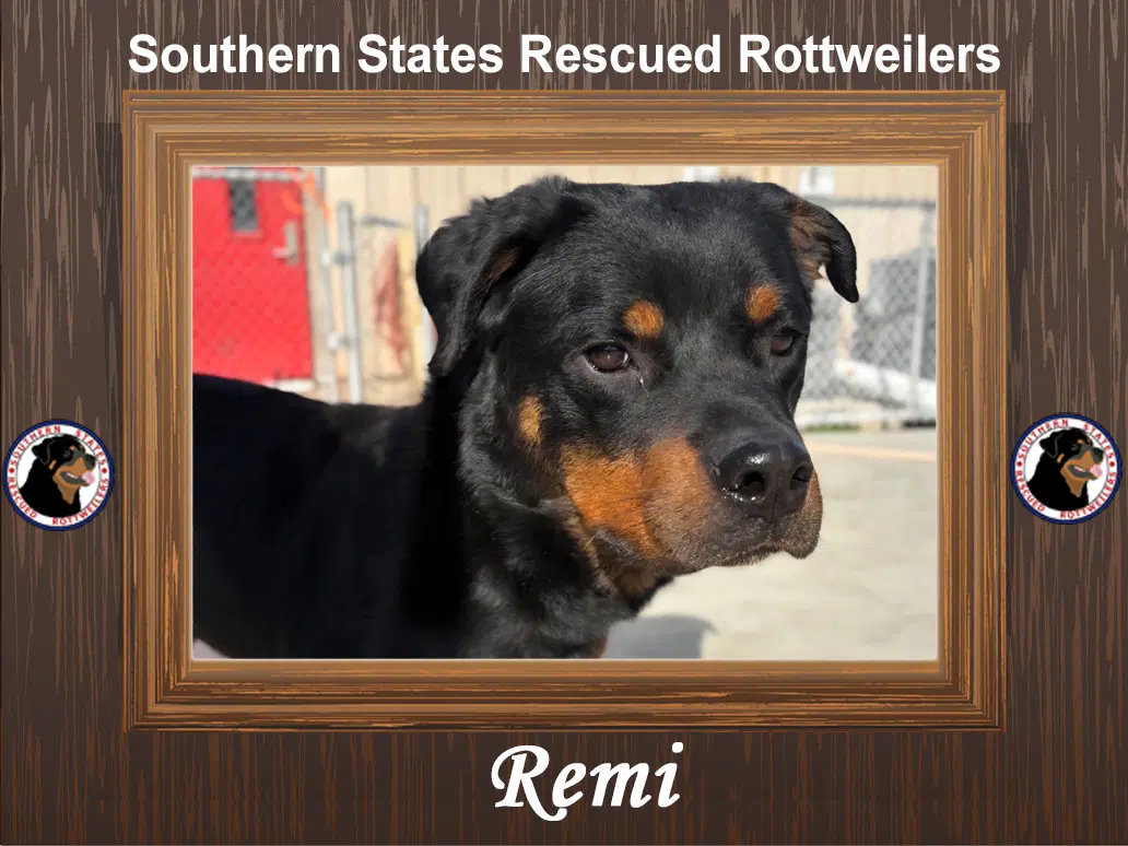 Remi - Rottweiler