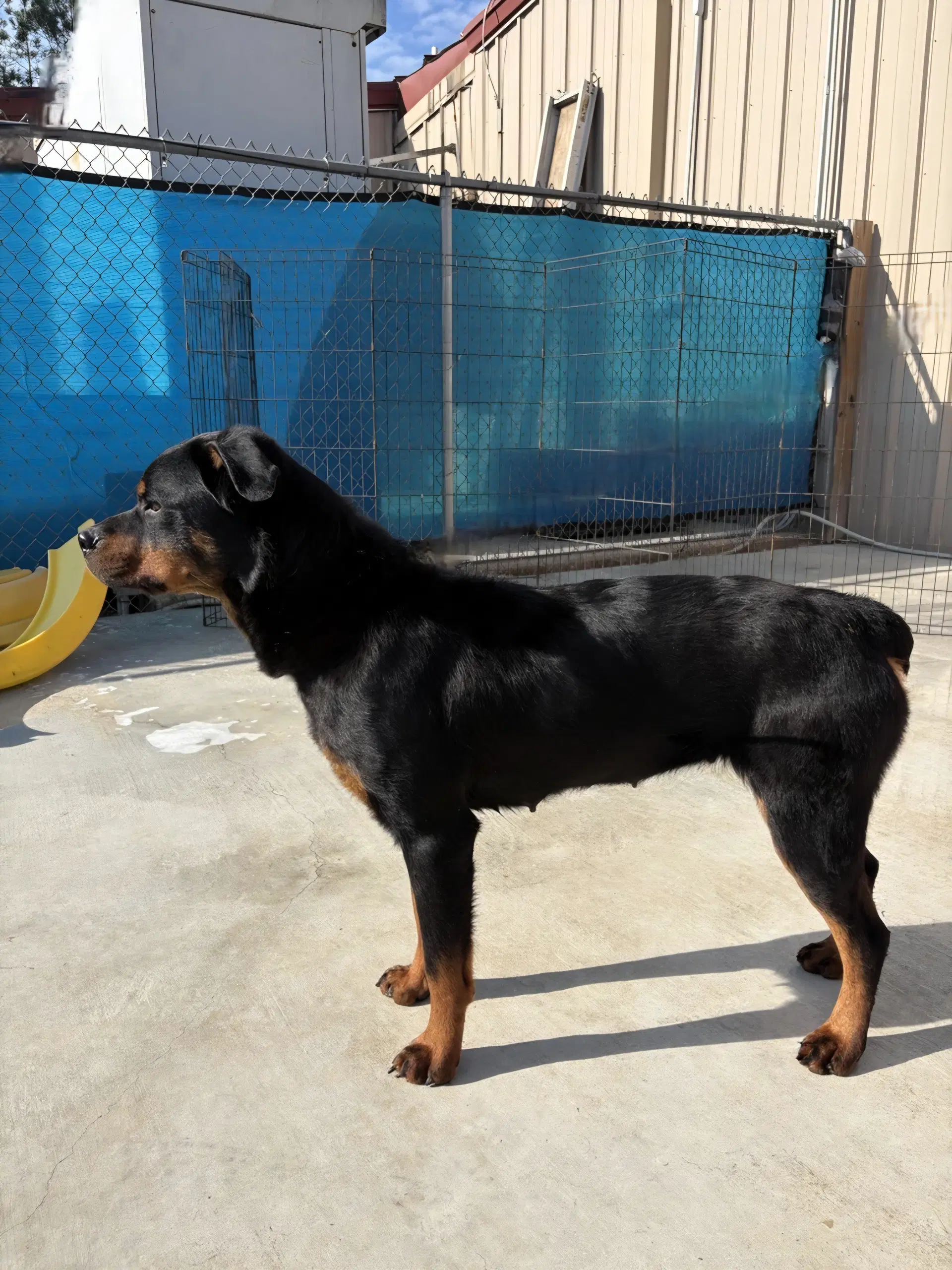 Remi image 3