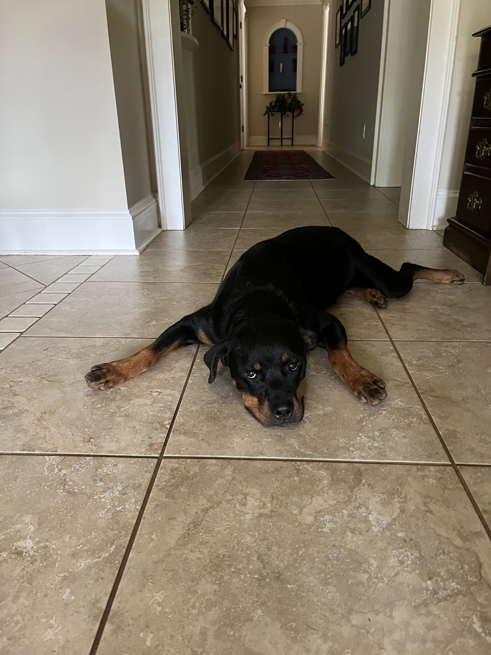 Remi, photo 7