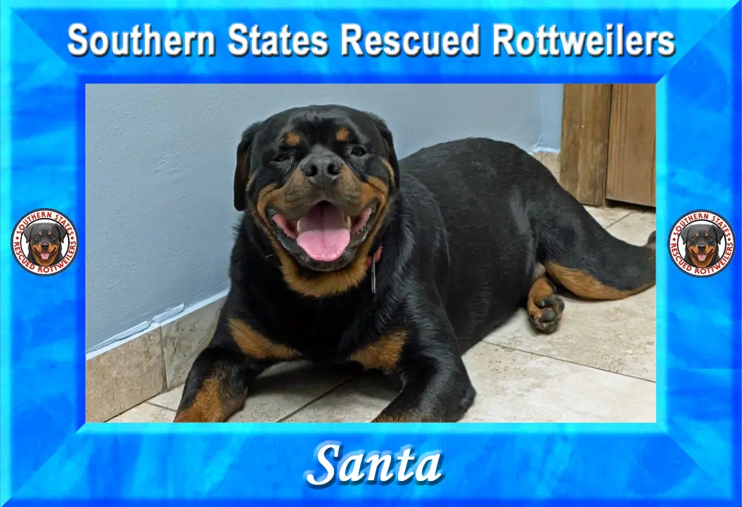 Santa - Rottweiler