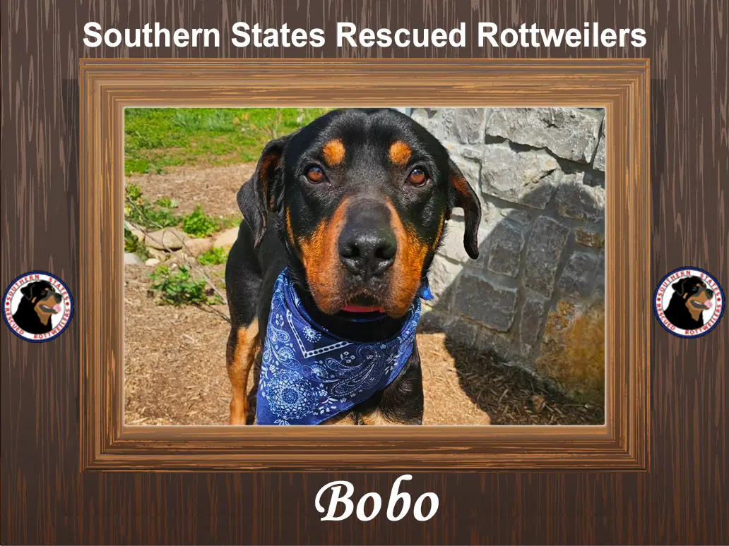Bobo - Rottweiler
