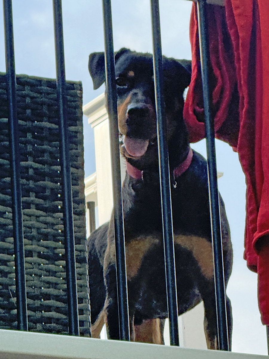 Bobo